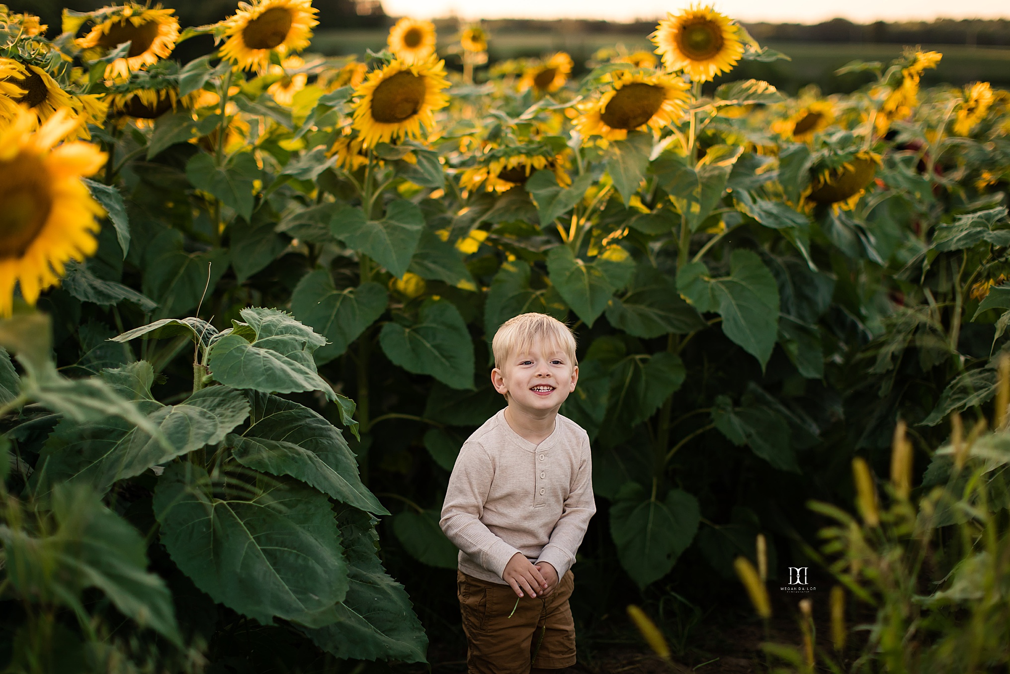 sunflower family photos in rochester little boy in the flowers