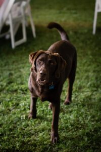 backyard wedding