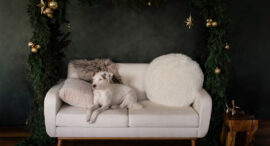 Holiday Mini Sessions in Rochester NY